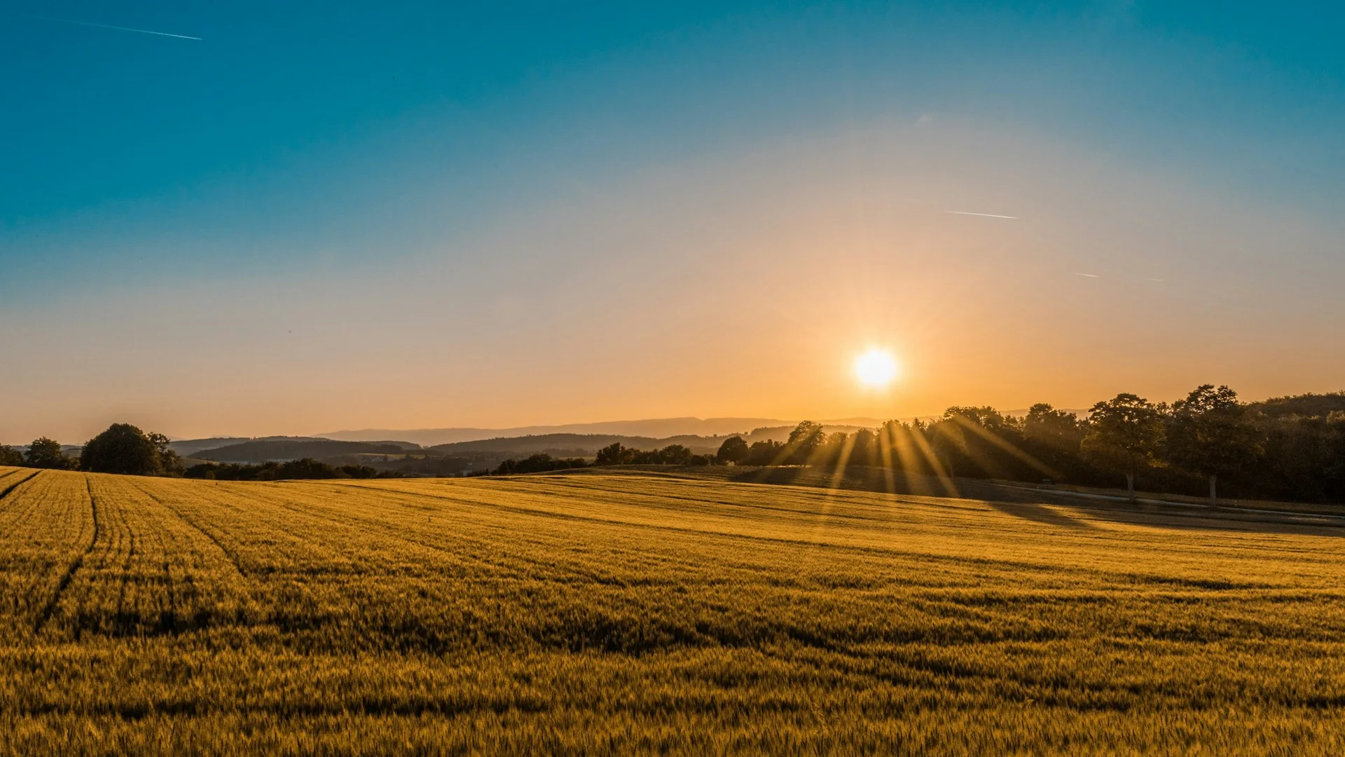 Illustrative open meadow in warm sunlight