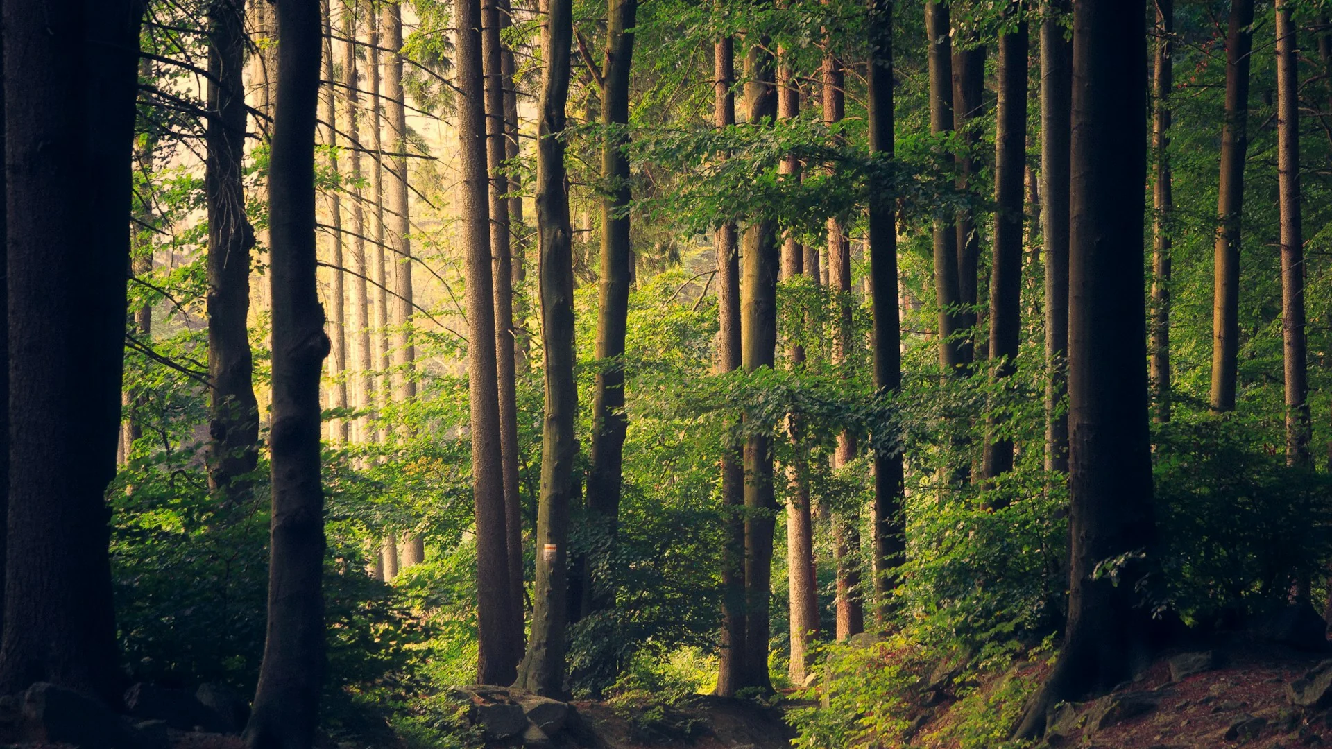 Illustrative sunlight passing through a green forest